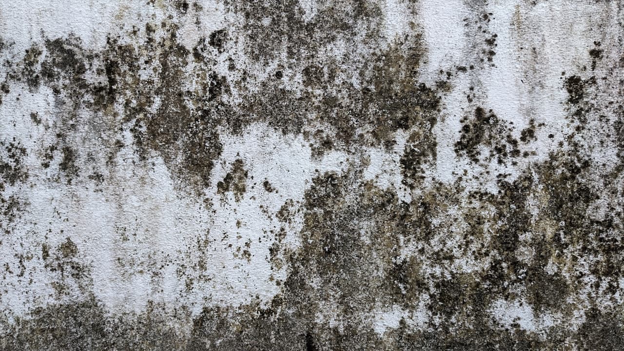 Mold remediation and restoration work in progress